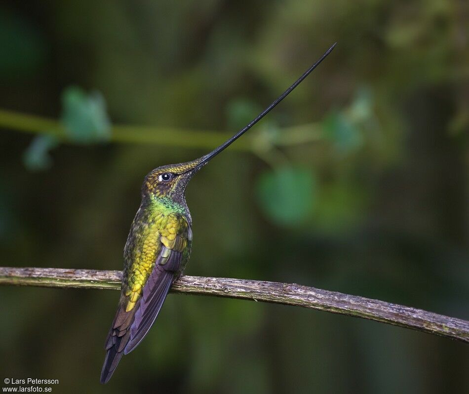 Colibri porte-épée