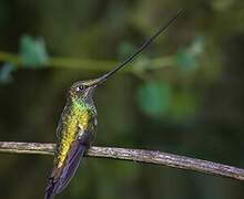 Sword-billed Hummingbird