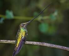 Colibri porte-épée