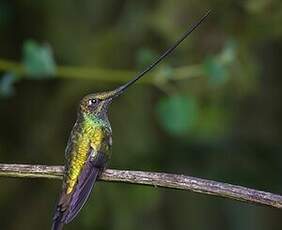 Colibri porte-épée