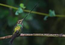 Colibri porte-épée