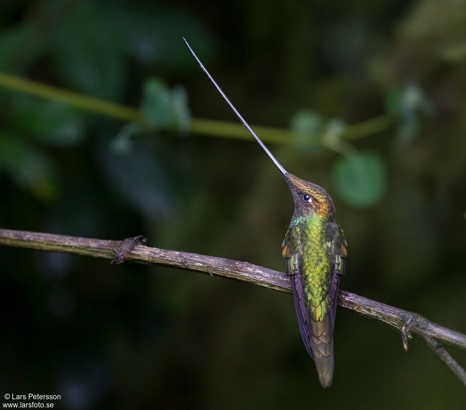 Sword-billed Hummingbird