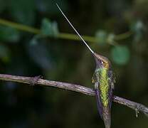 Colibri porte-épée