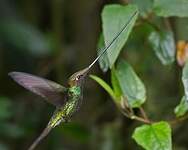 Colibri porte-épée