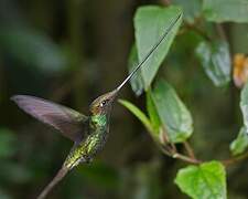 Colibri porte-épée