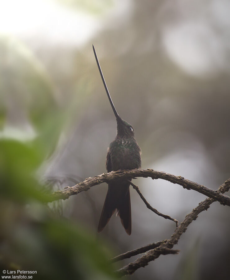 Sword-billed Hummingbird