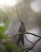 Sword-billed Hummingbird