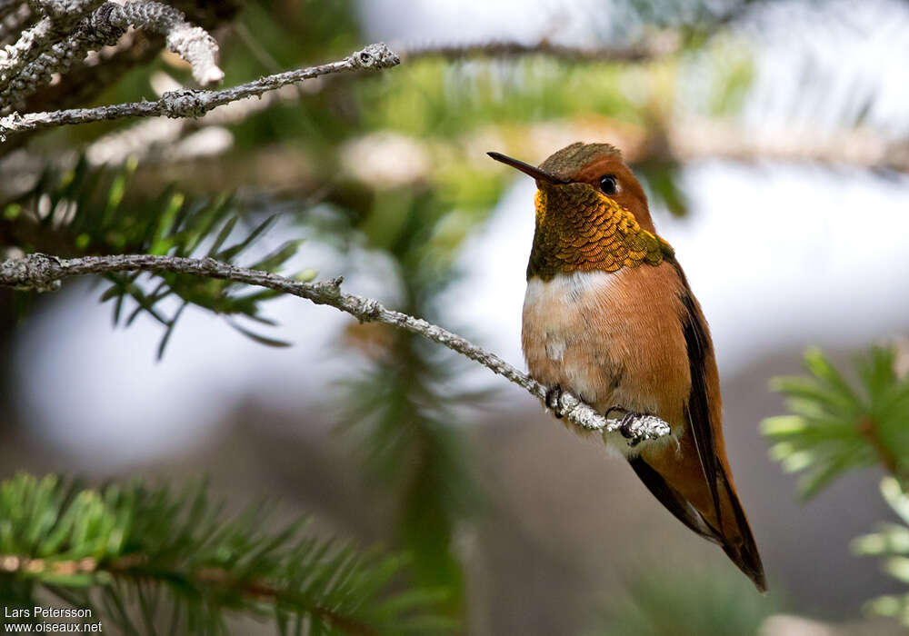 Rufous Hummingbird male adult, Behaviour