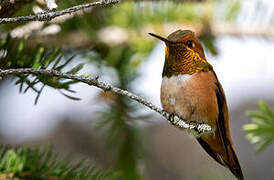 Rufous Hummingbird