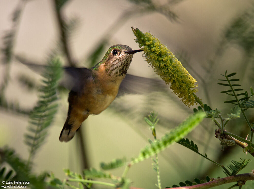 Colibri roux