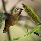 Colibri roux