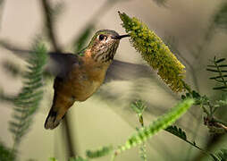 Rufous Hummingbird