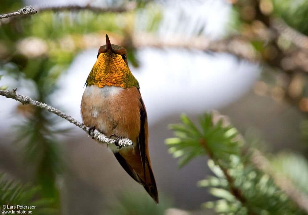 Rufous Hummingbird