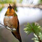 Colibri roux