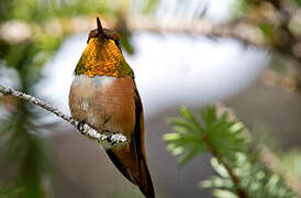 Rufous Hummingbird