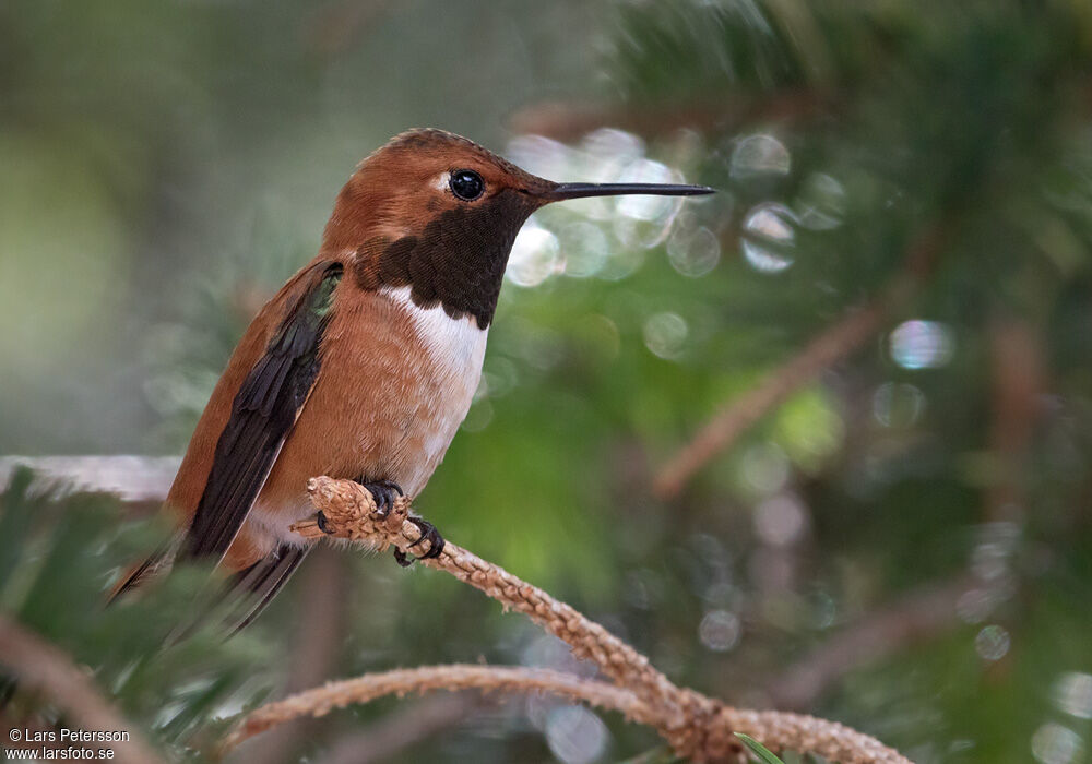 Rufous Hummingbird