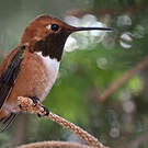 Colibri roux