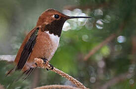 Rufous Hummingbird