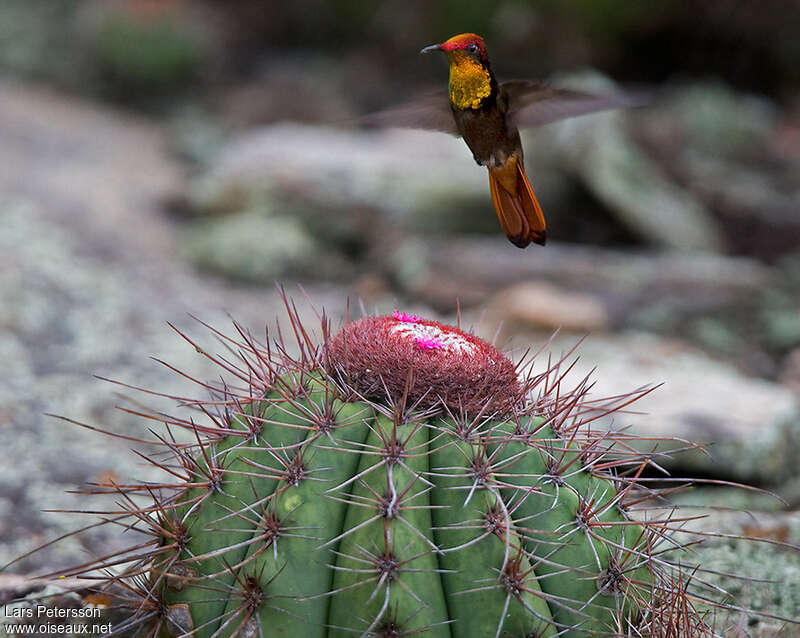 Ruby-topaz Hummingbird male adult, pigmentation, Flight, feeding habits