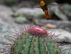 Ruby-topaz Hummingbird