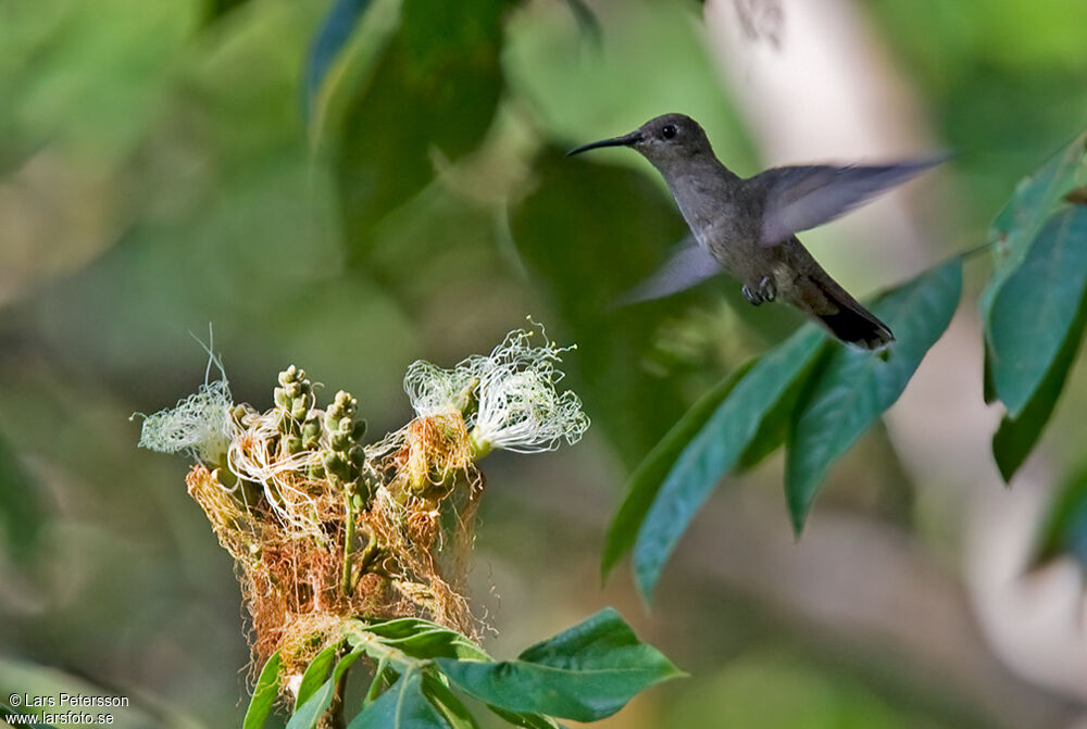 Colibri rubis-topaze