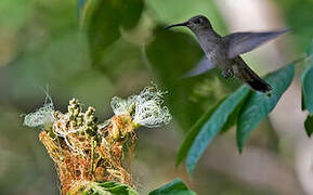 Ruby-topaz Hummingbird