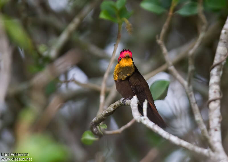 Colibri rubis-topaze mâle adulte nuptial, habitat, pigmentation