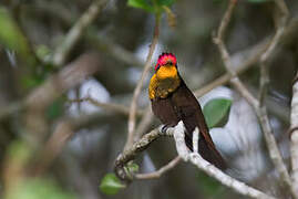 Ruby-topaz Hummingbird