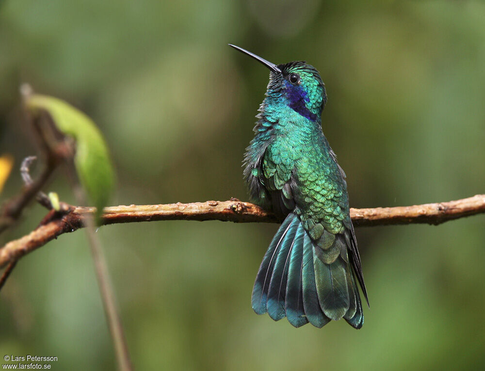 Colibri thalassin