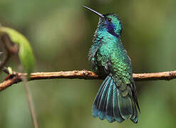 Mexican Violetear