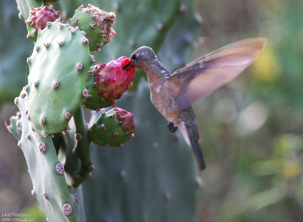 Colibri trompeuradulte, mange