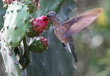 Colibri trompeur