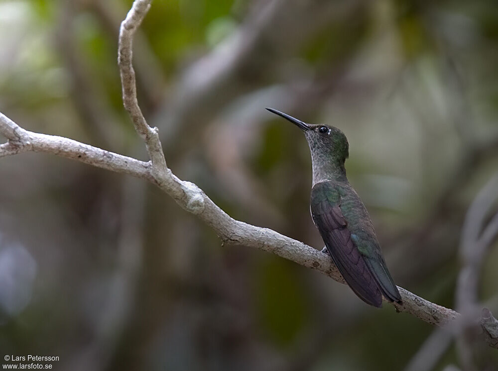 Colibri vert et gris