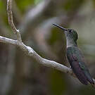 Colibri vert et gris