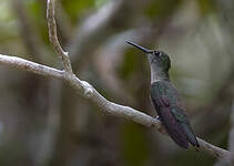 Colibri vert et gris