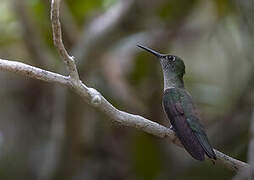 Colibri vert et gris