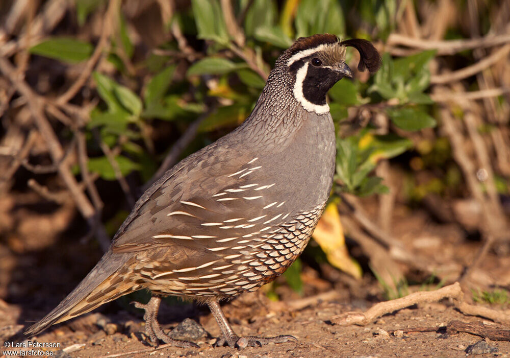 California Quail