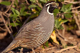 California Quail