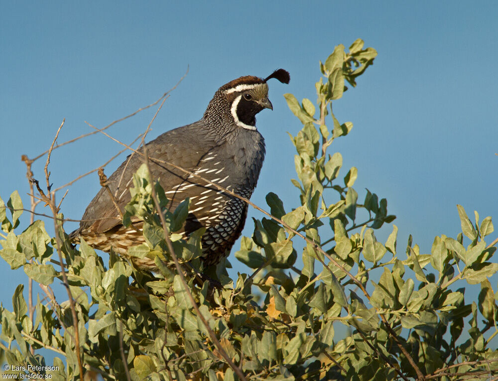 California Quail