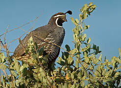 California Quail