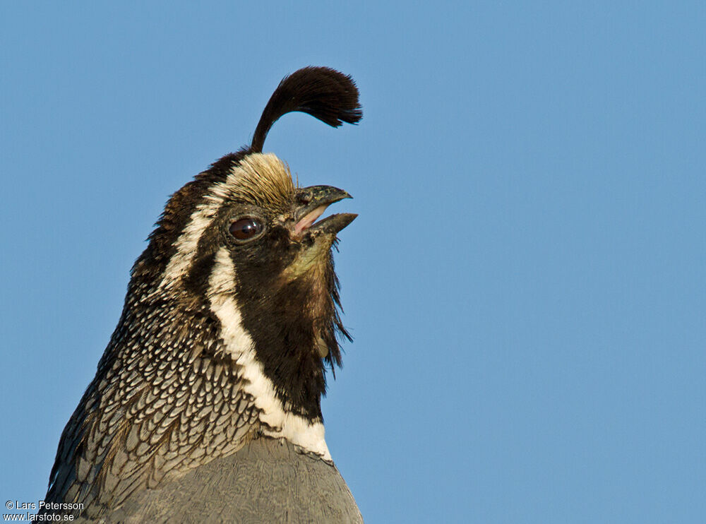 California Quail