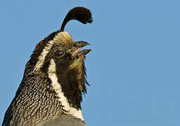 California Quail