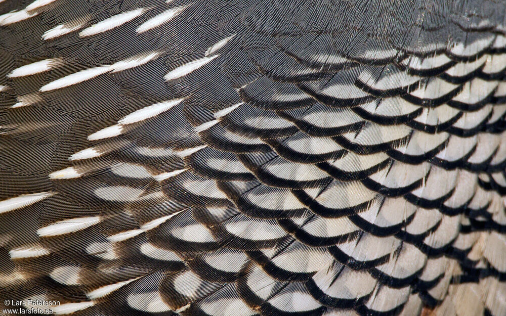 California Quail