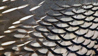 California Quail