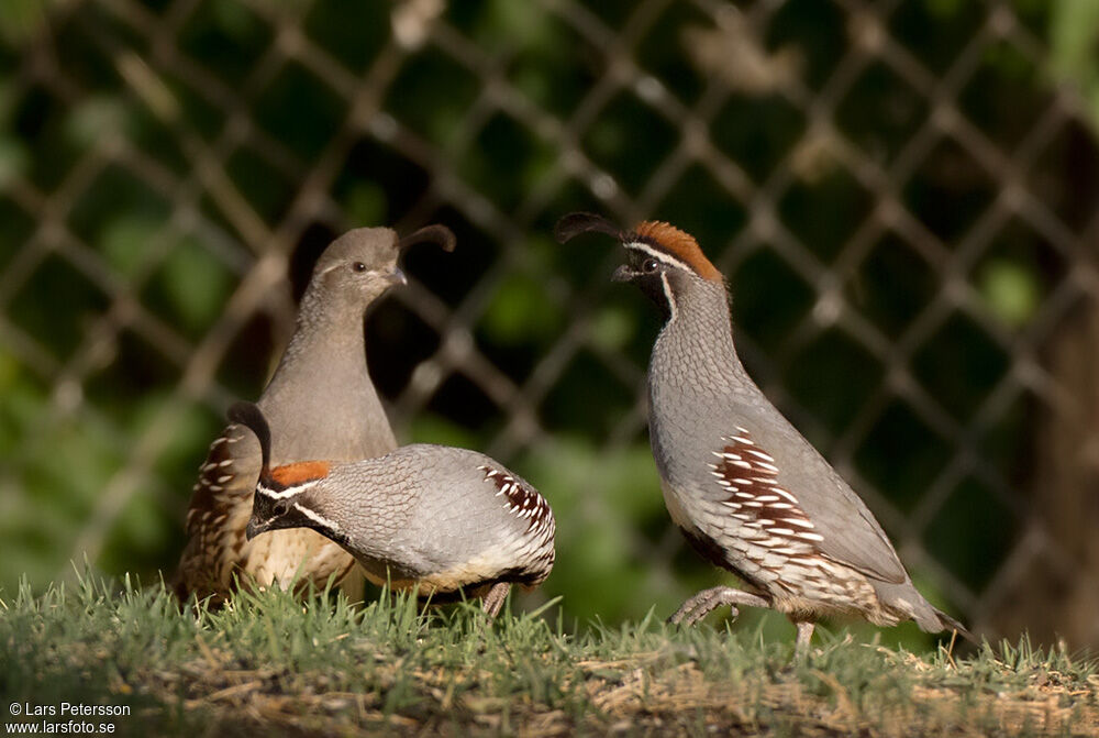 Gambel's Quail