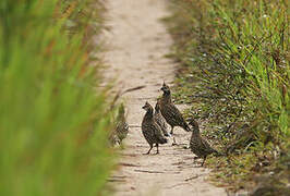 Crested Bobwhite