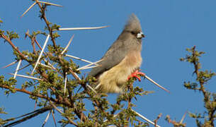 White-backed Mousebird