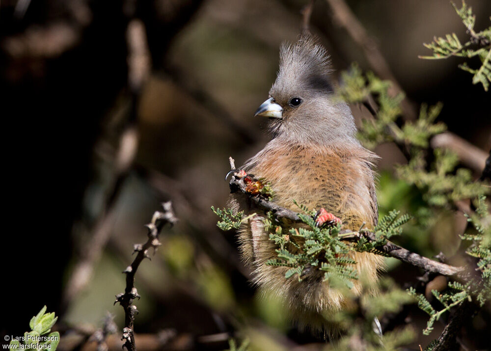 White-backed Mousebird