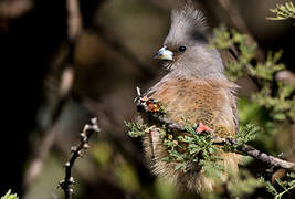 White-backed Mousebird