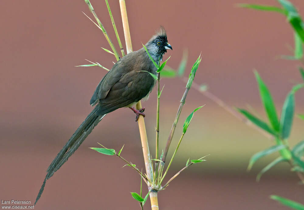 Red-backed Mousebirdadult, identification